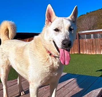 Photo of Blaze