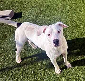 Photo of Valor 8541