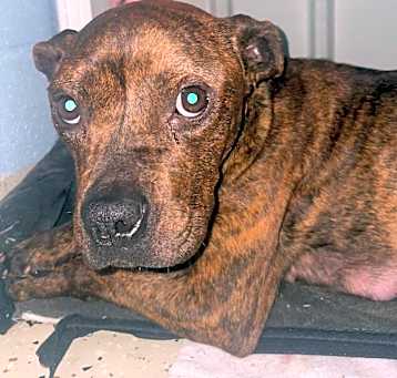 Photo of Scrappy 0126