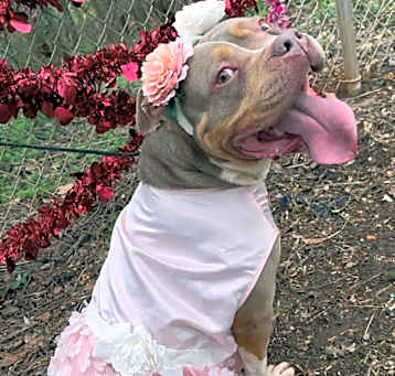 Photo of Rose