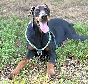 Photo of Toby Bean