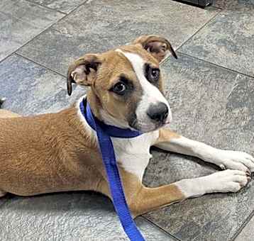 Photo of Howler