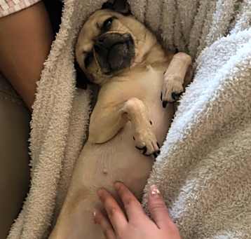 Photo of Rosie