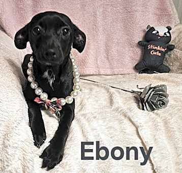 Photo of Ebony