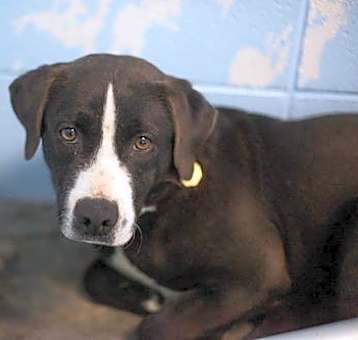 Photo of Buddy