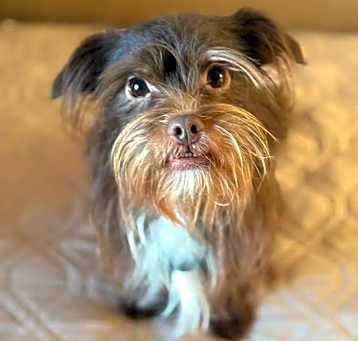 Photo of Teddy