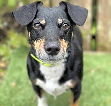 Photo of Huey