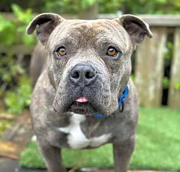 Photo of Chompers