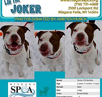 Photo of Joker