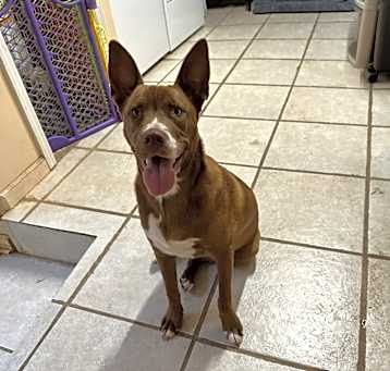 Photo of Mace