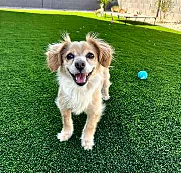Photo of Chica