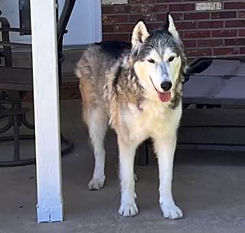 Photo of Rocky