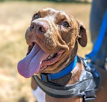 Photo of Rufio - AVAILABLE