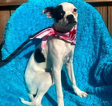 Photo of Tipper