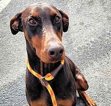 Photo of Molly