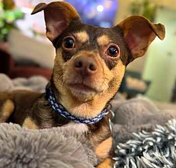 Photo of Chip