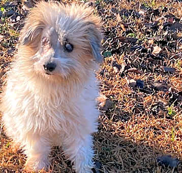 Photo of Swann