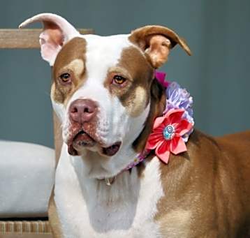 Photo of Stella