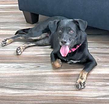 Photo of Lady (Foster in NJ)