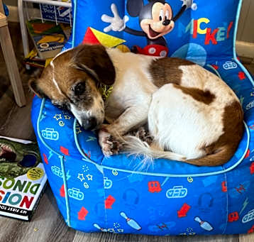 Photo of Ginger