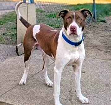 Photo of Goose