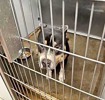 Photo of BUTCH