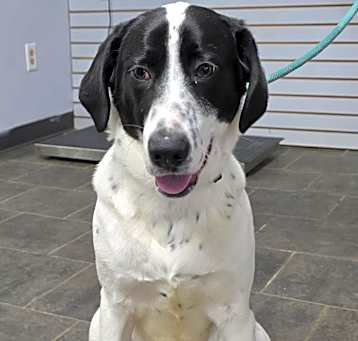 Photo of Petey