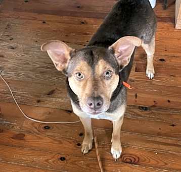 Photo of Brownie