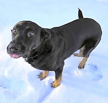 Photo of Cross Posting - Shelby