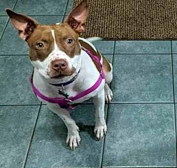 Photo of Lily OS