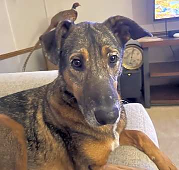 Photo of Boone