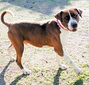 Photo of Dexter