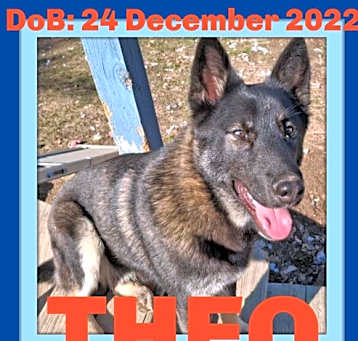 Photo of THEO