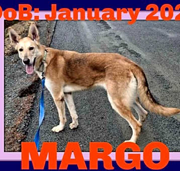 Photo of MARGO - $300