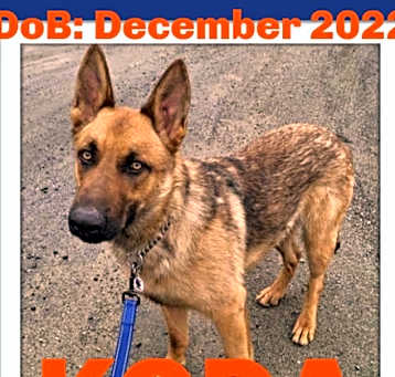 Photo of KODA - $300