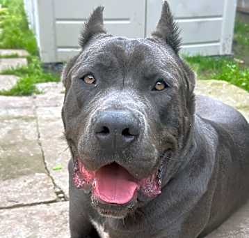 Photo of Apollo