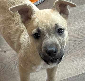 Photo of Peanut