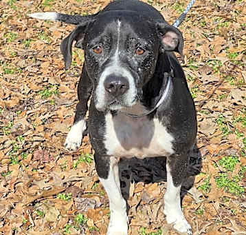 Photo of Bosco