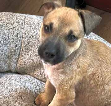 Photo of Pickle
