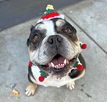 Photo of Remy