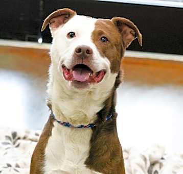 Photo of Cosmo