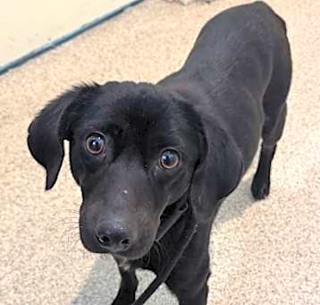 Photo of Brie *IN FOSTER*