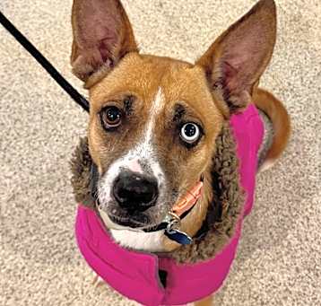 Photo of Hope *IN FOSTER*
