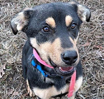 Photo of Bo