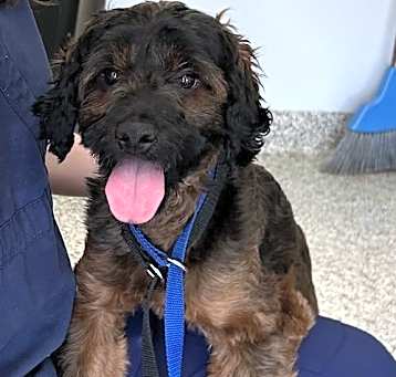 Photo of Bailey
