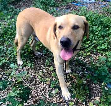 Photo of Goldie