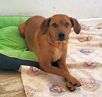Photo of Honey