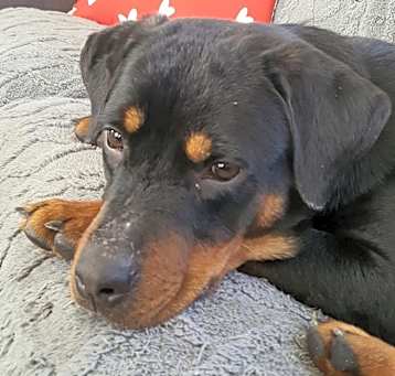 Photo of Jasmine