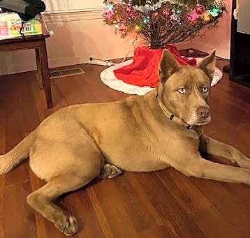 Photo of Apollo