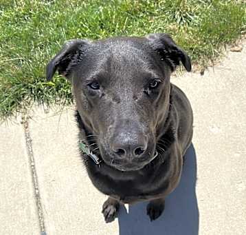 Photo of Onyx